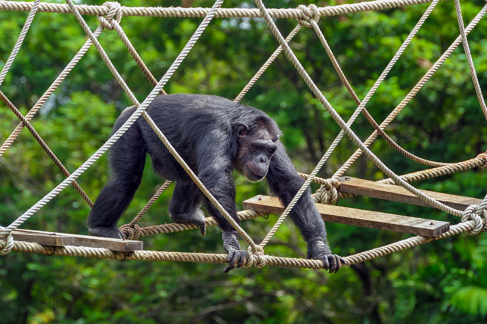 Ето я тайната на суперсилата на шимпанзетата - 2