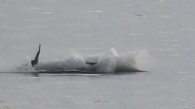 Гърбат кит прави задно салто (СНИМКИ)