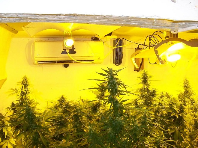 Задържаха трима, отглеждали канабис