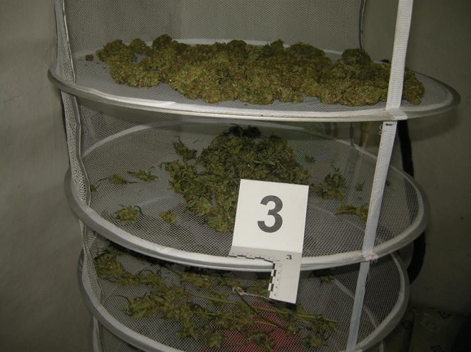 Задържаха трима, отглеждали канабис