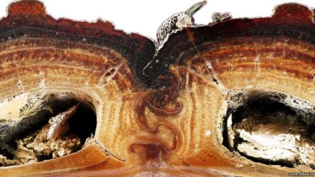 Не можете да смачкате този „железен“ бръмбар и сега учените знаят защо