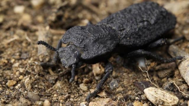  Не можете да смачкате този „ стоманен “ бръмбар и в този момент учените знаят за какво 