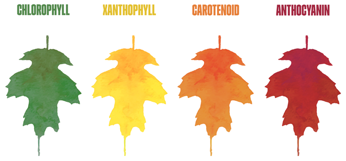 Какво стои зад пъстрите цветове на есента? (ГРАФИКА)
