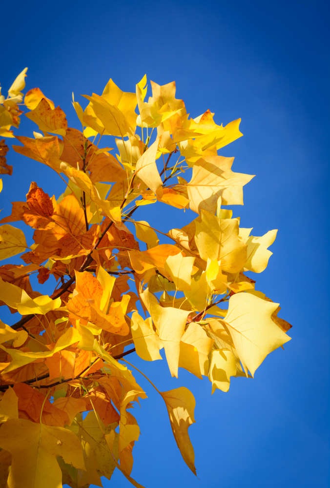 Какво стои зад пъстрите цветове на есента? (ГРАФИКА)
