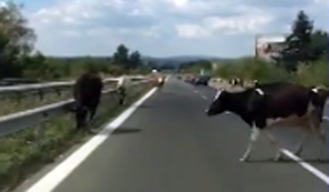 За кравите на магистралите и говедата, отговарящи за обезопасяването им