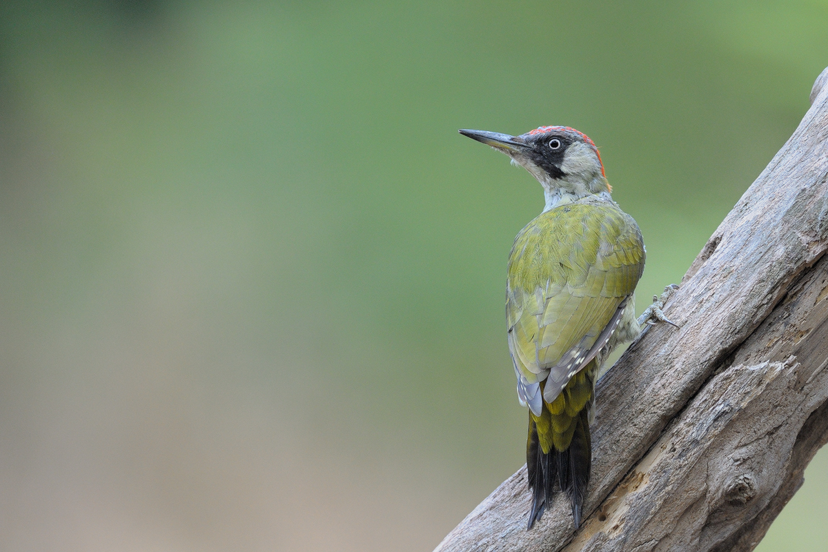 Да започнем годината с пъстрота (СНИМКИ)