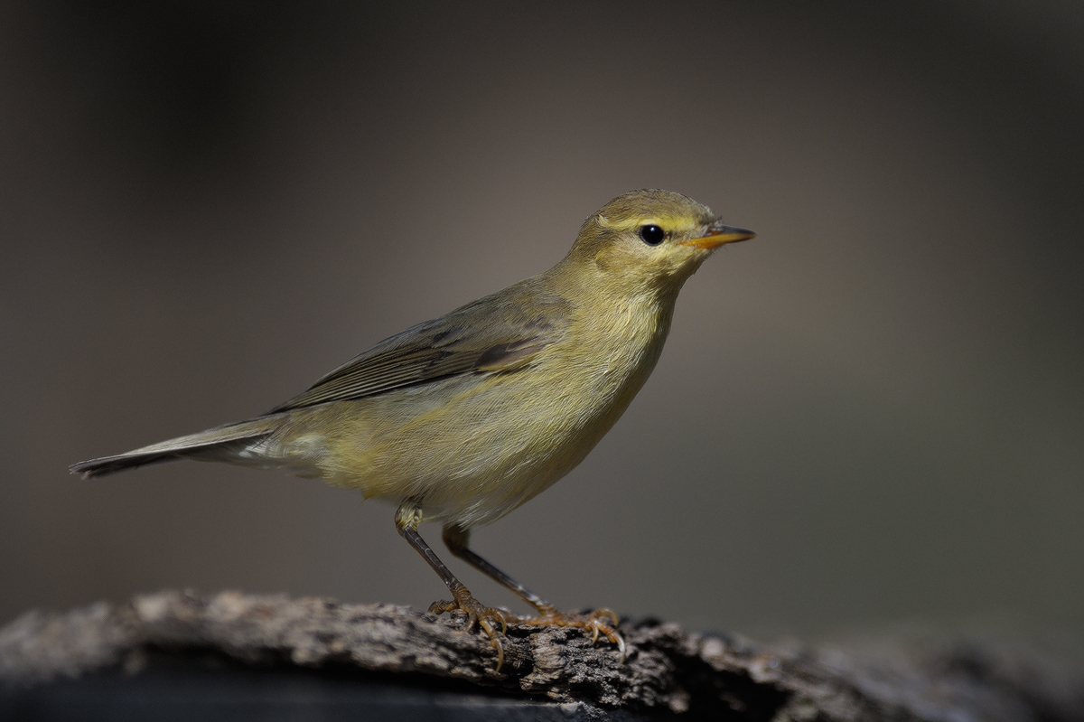 Да започнем годината с пъстрота (СНИМКИ)