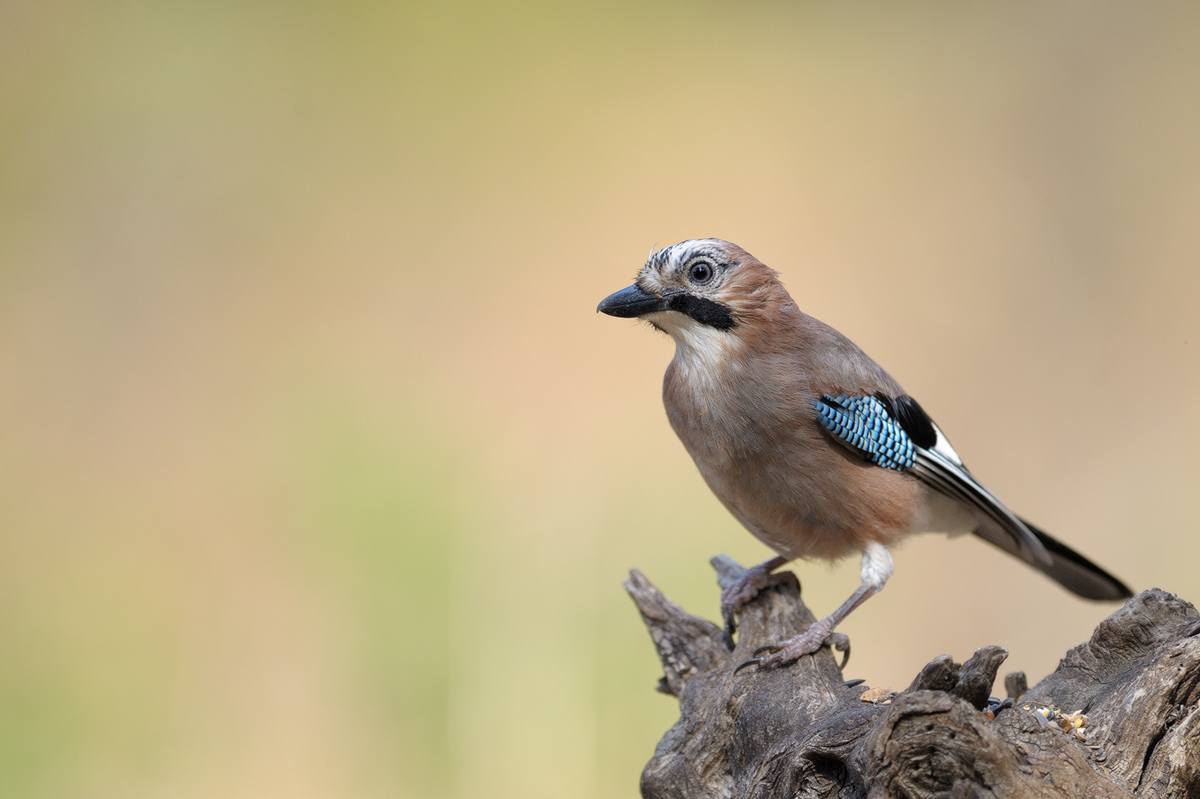Да започнем годината с пъстрота (СНИМКИ)