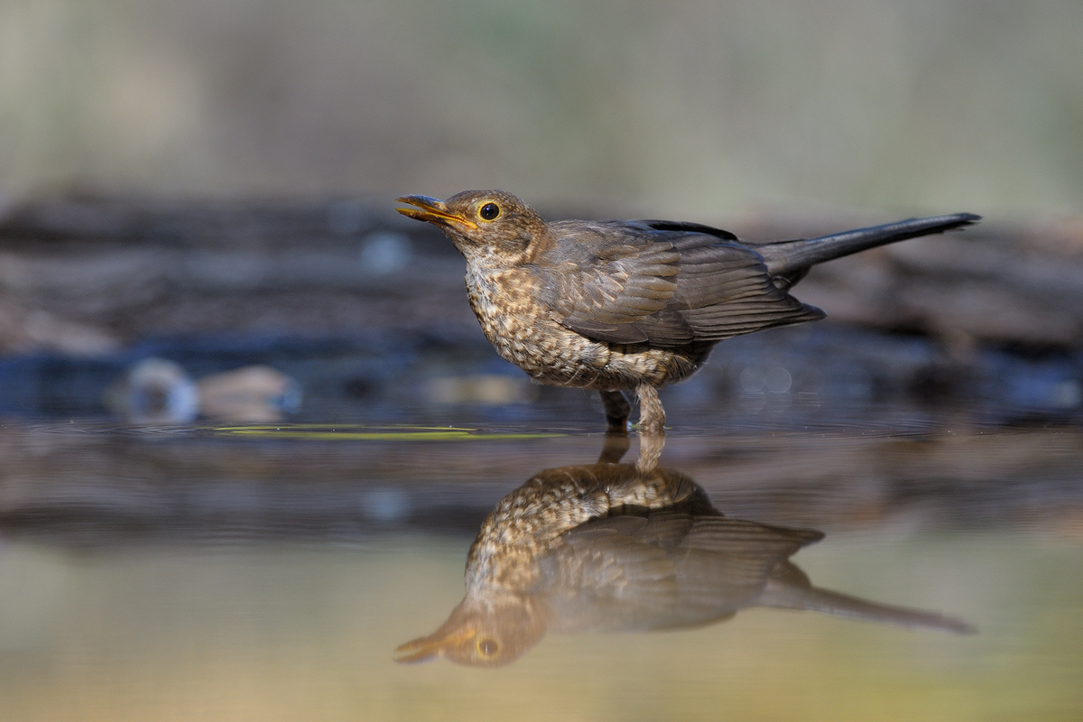 Да започнем годината с пъстрота (СНИМКИ)