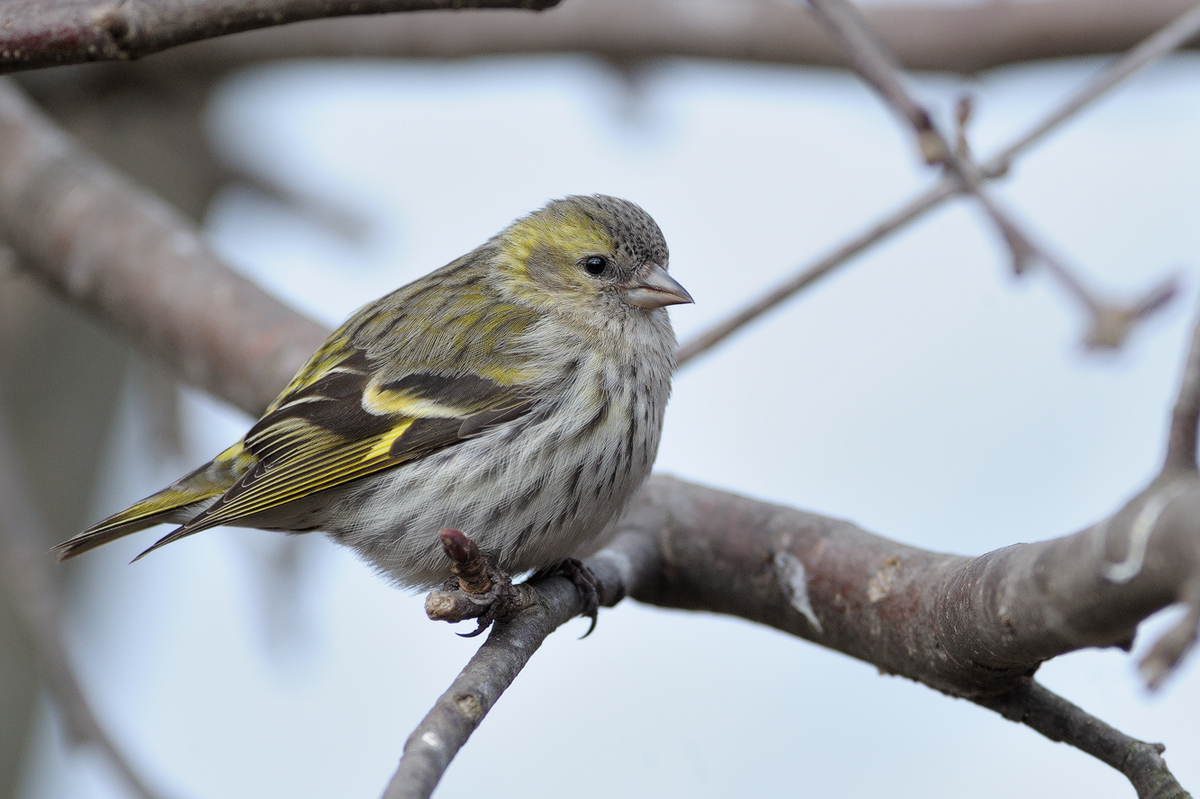 Да започнем годината с пъстрота (СНИМКИ)