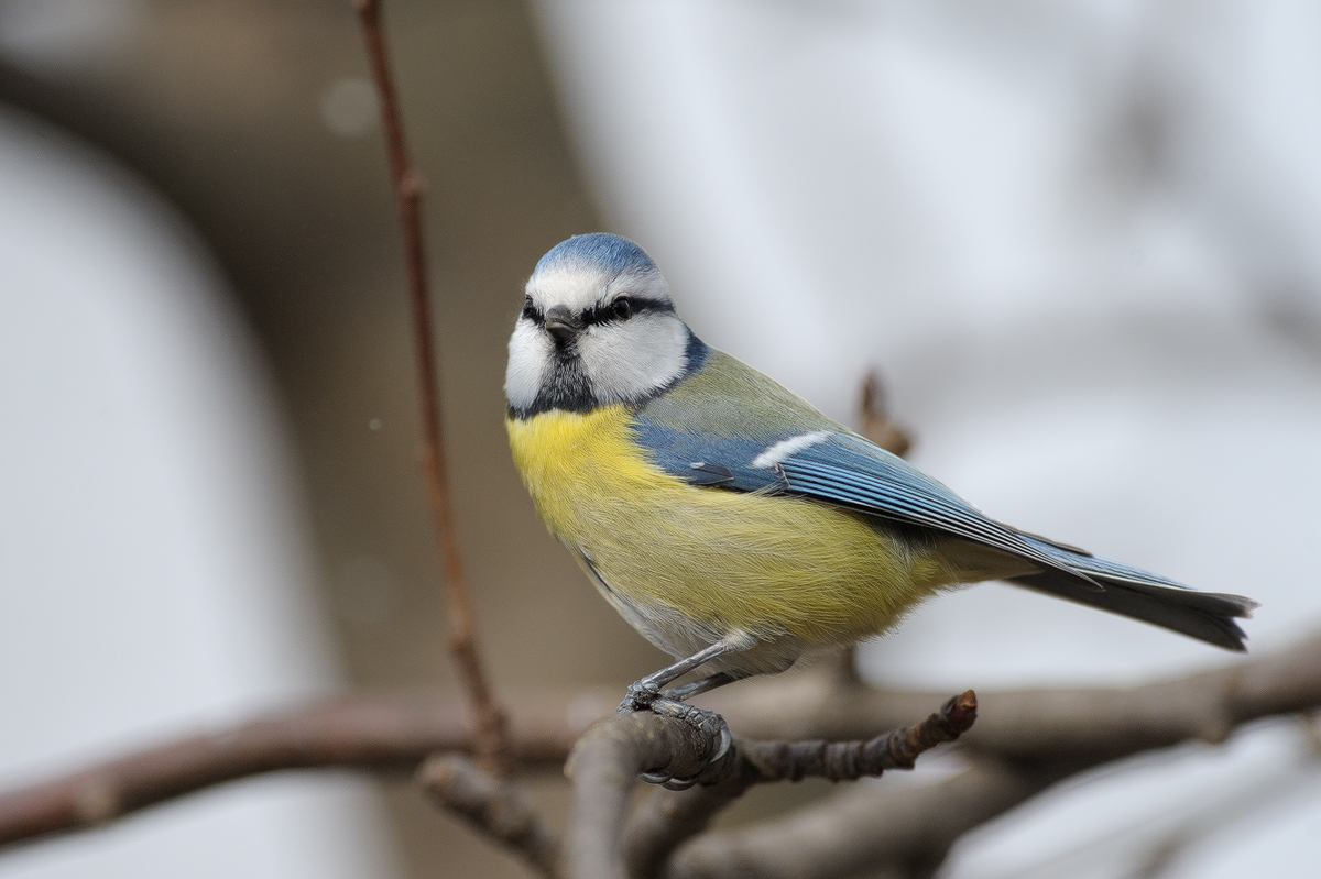 Да започнем годината с пъстрота (СНИМКИ)