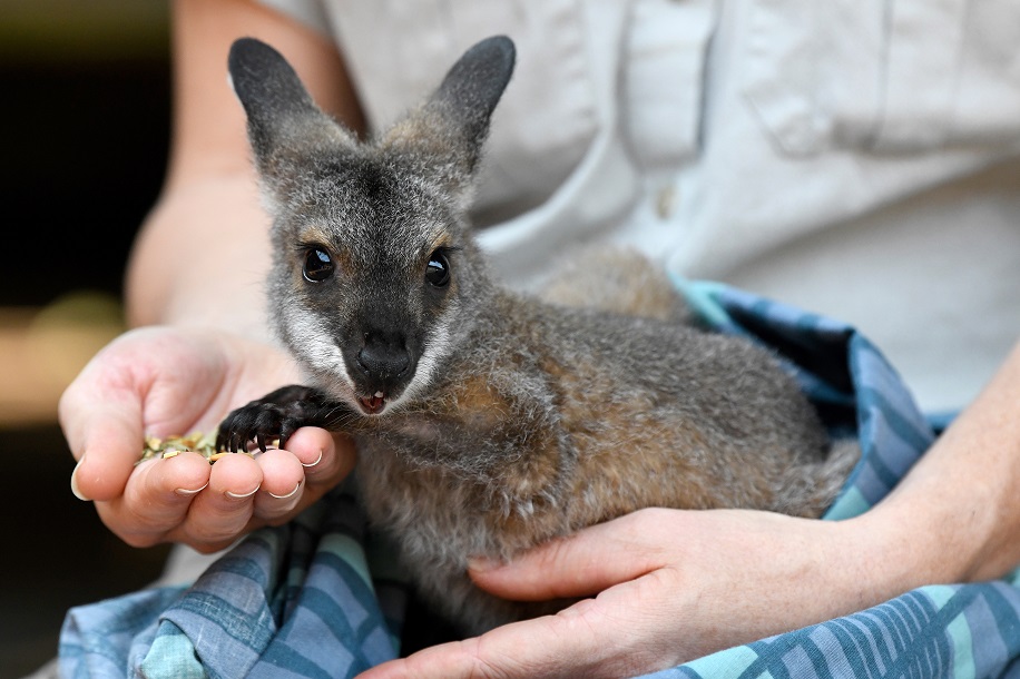 Паника: Десетки австралийски видове изчезват завинаги