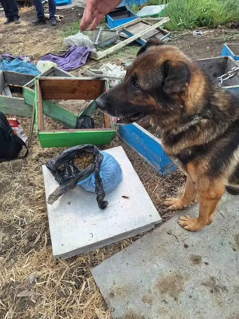 Откриха канабис, укрит в пчелни кошери, в карнобатско село (СНИМКИ)