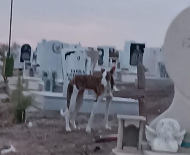 Вярно куче не се отделя от гроб в Димитровград (СНИМКИ)