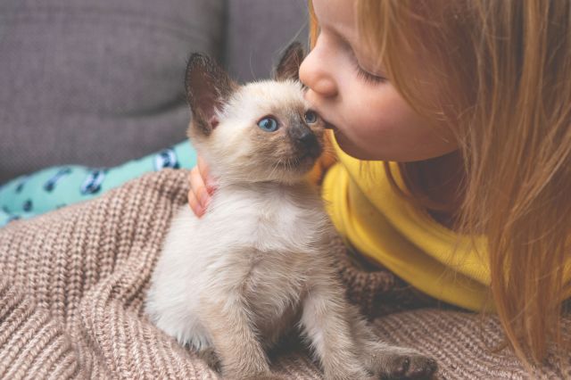 Смятана за надменна, сиамската котка всъщност е нежен и предан приятел