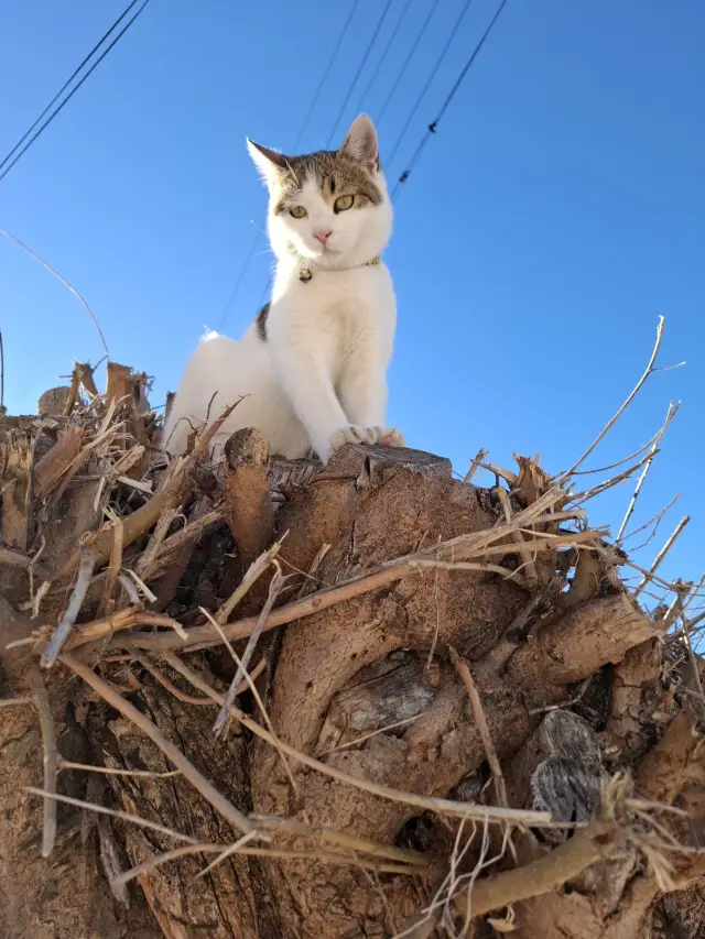  Жестокостта към животните е закононарушение, което заслужава най-строгото наказване! 