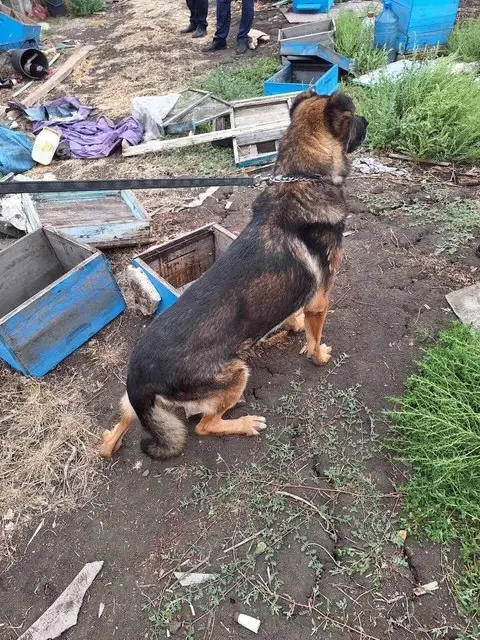 Откриха канабис, укрит в пчелни кошери, в карнобатско село (СНИМКИ)