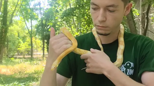  Смок албинос бе открит в центъра на Варна 