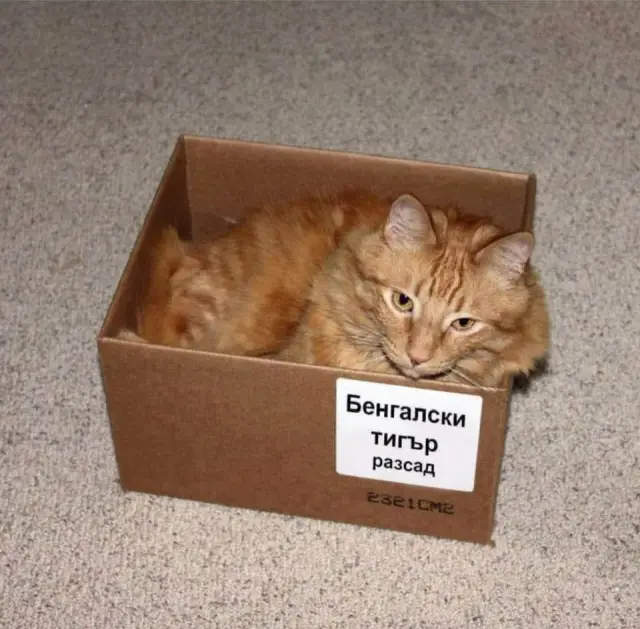 Черната пантера от Шумен въодушеви десетки колажи и мемета (СНИМКИ)