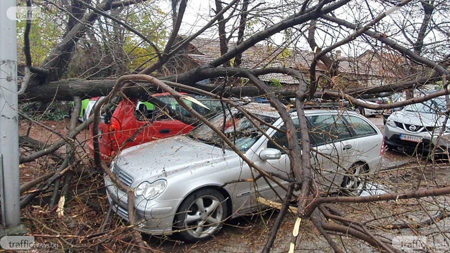 Дърво падна и потроши четири автомобила в Пловдив