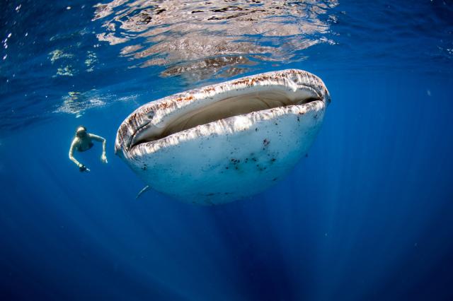 Заснеха огромна акула край бреговете на Флорида (ВИДЕО/СНИМКИ)