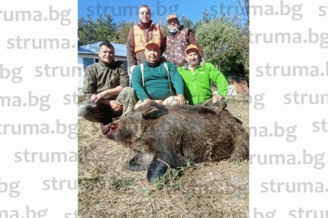 Ловци отстреляха 160-килограмов глиган в с. Микрево