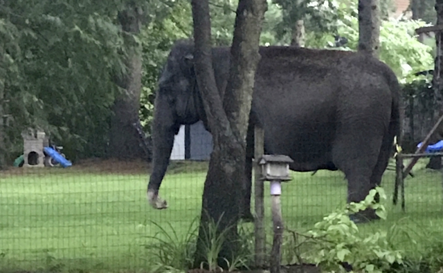 Внимание – в квартала има... слон!