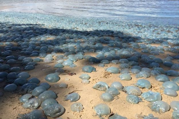 Медузи превзеха плаж в Австралия