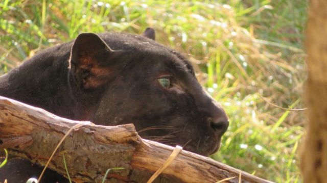 На преклонна възраст почина черната пантера Окичуко в Софийския зоопарк