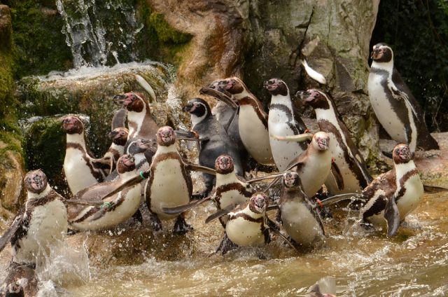 Най-старият зоопарк в света празнува 270-та годишнина