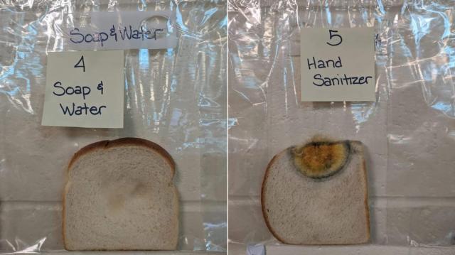 Експеримент с хляб уплаши ученици (СНИМКА)