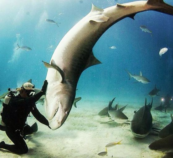 Някой избива големите бели акули… и това не са хората (ВИДЕО)