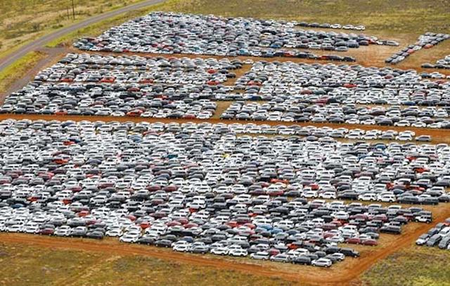  18 хиляди коли чартърен чакат края на епидемията в тръстиково поле 