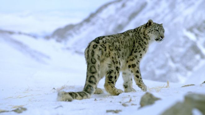 Нова заплаха за снежния леопард свързана с изменението на климата