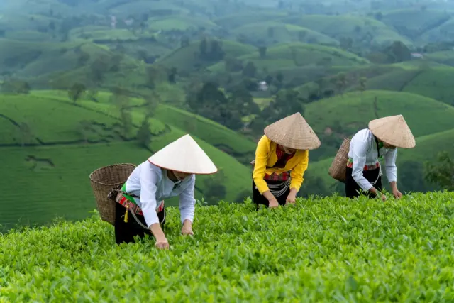  15 декември: Международен ден на чая - една от най-древните питиета в света 