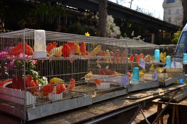 Закриват птичият пазар в Париж 