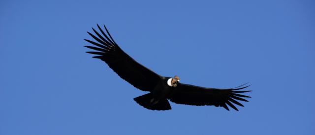 Кондорите размахват крила само в 1% от времето си в небето (ВИДЕО)