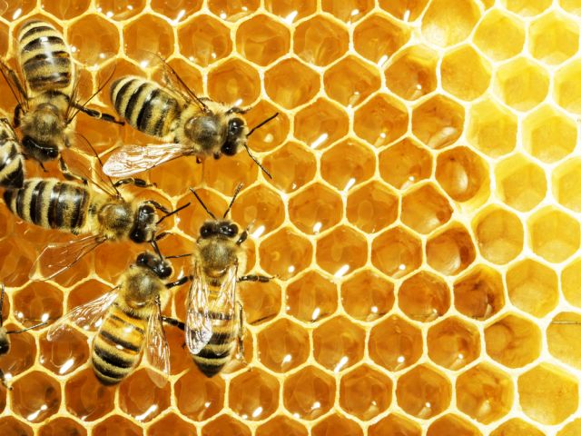 Установиха как са се появили първите пчели