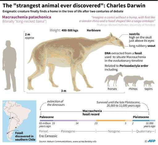 ДНК намери семейството на загадъчния бозайник, който смая самия Дарвин