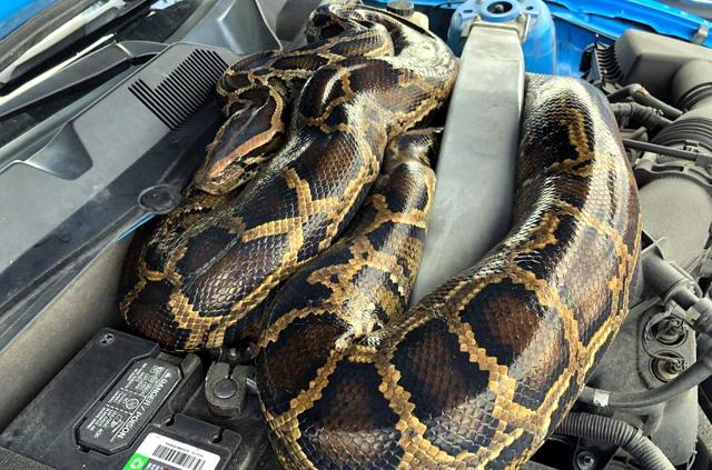 Да откриеш гигантска змия под предния капак на колата (ВИДЕО)