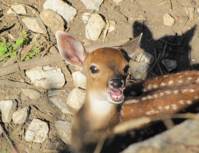  Роди се петнисто виетнамско еленче в столичния зоопарк (СНИМКИ) 