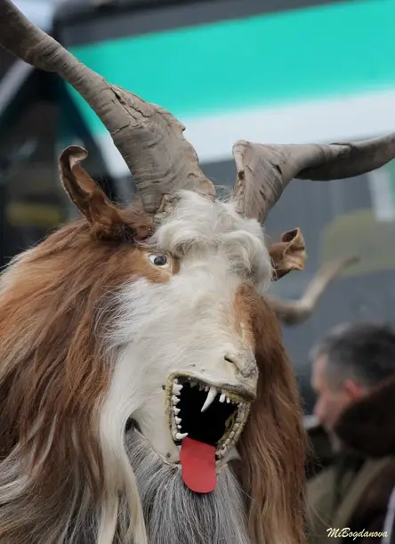 Над 13 000 участници в тазгодишното издание на „Сурва 2026“ (ВИДЕО+СНИМКИ)