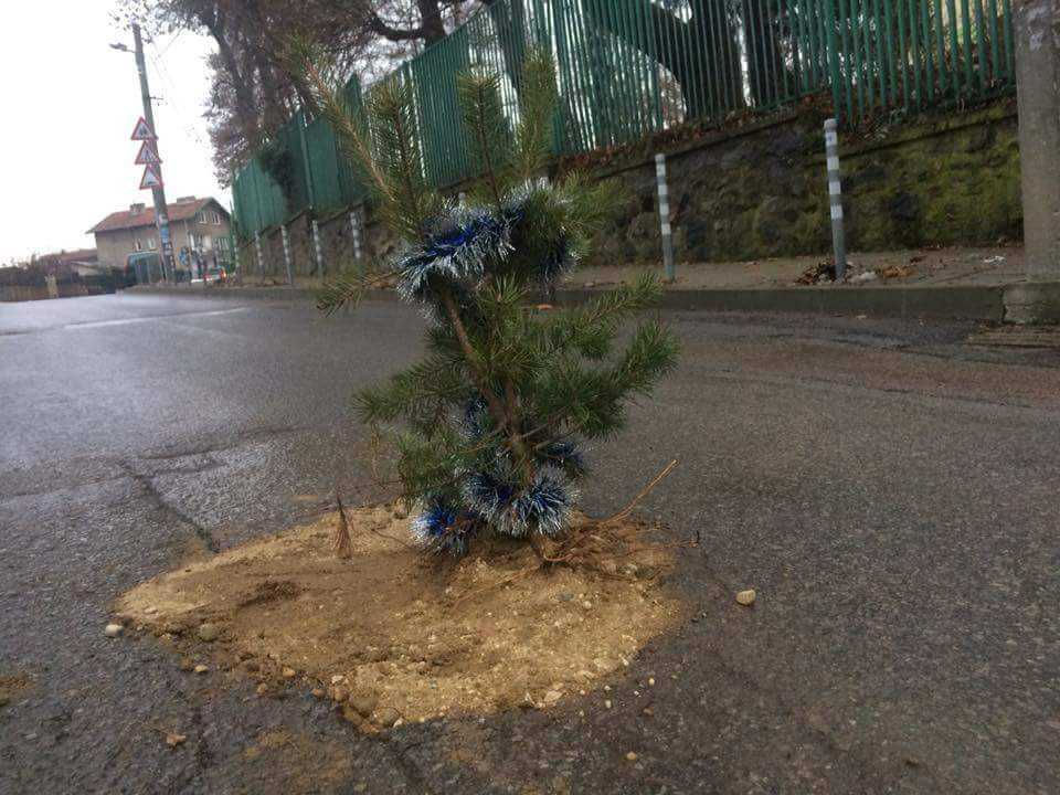 В Панчарево "засадиха" елхи в дупките на пътя (СНИМКИ)