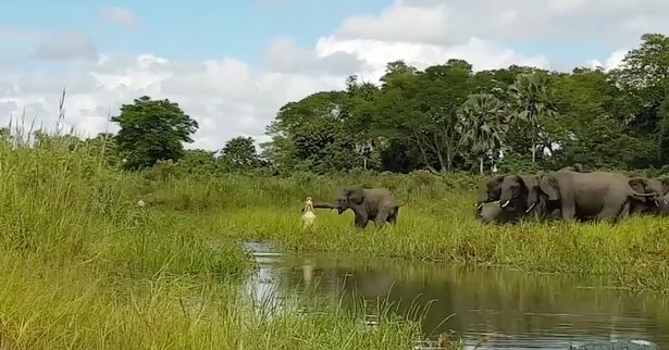 Зрелищна схватка между крокодил и слон (ВИДЕО)