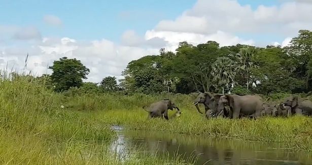 Зрелищна схватка между крокодил и слон (ВИДЕО)