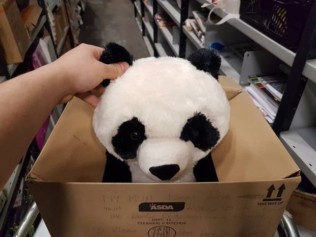 Да скриеш последната панда в кутия с послание (СНИМКИ)