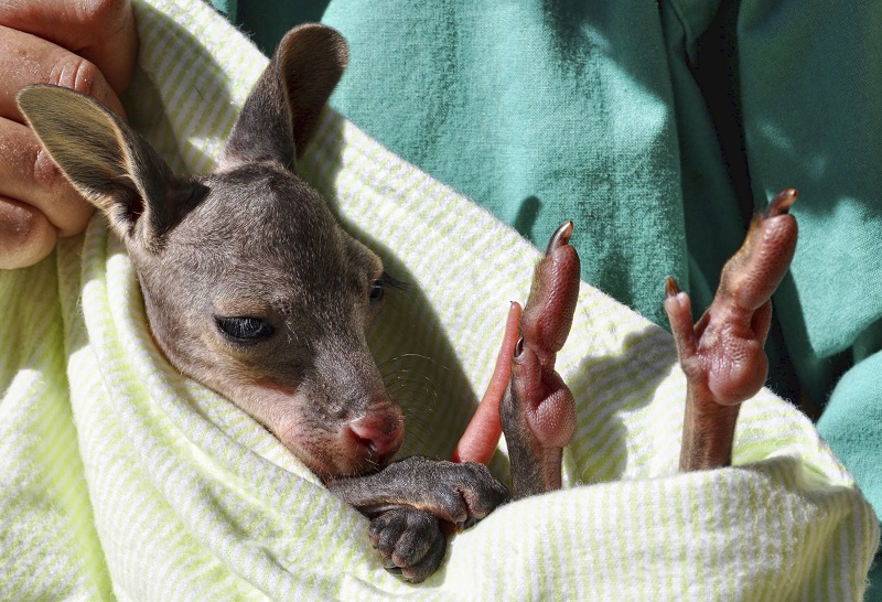 Вижте как похапва сладко бебе кенгуру (ВИДЕО)