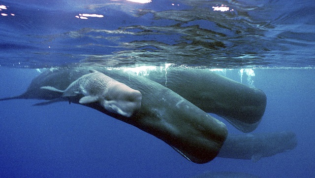Испания ще спасява спешно китовете в резерват
