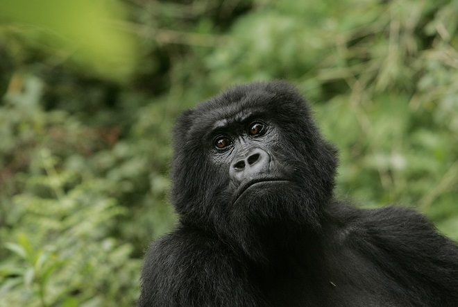 Източните горили на ръба на изчезването