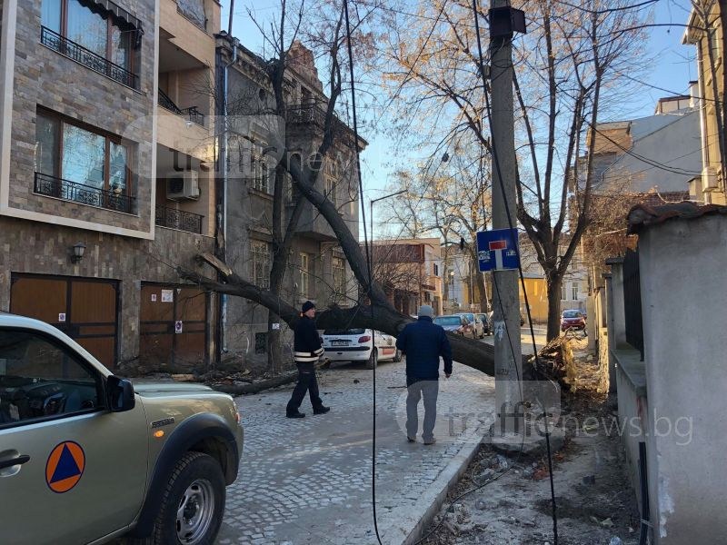 Огромно дърво рухна върху кооперация в Пловдив